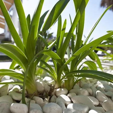 Sade アラカティ